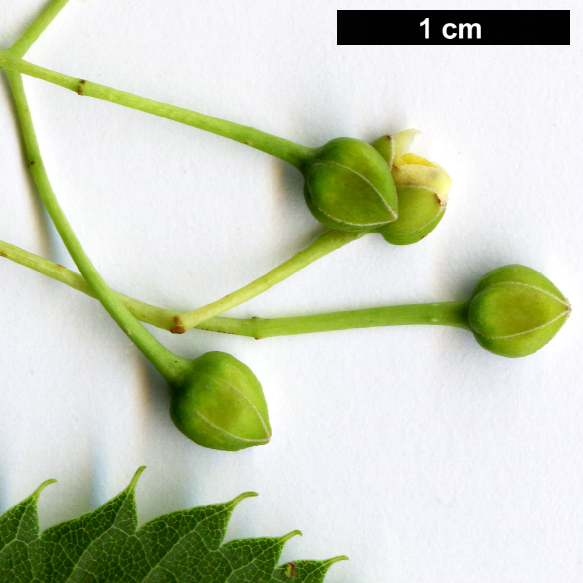 High resolution image: Family: Malvaceae - Genus: Tilia - Taxon: ×euchlora × T.mongolica